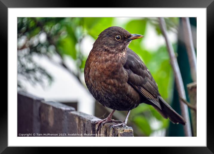 "Ethereal Beauty: Female Blackbird  Framed Mounted Print by Tom McPherson