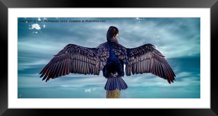 Cormorant Drying Wings in the breeze at Burghead  Framed Mounted Print by Tom McPherson