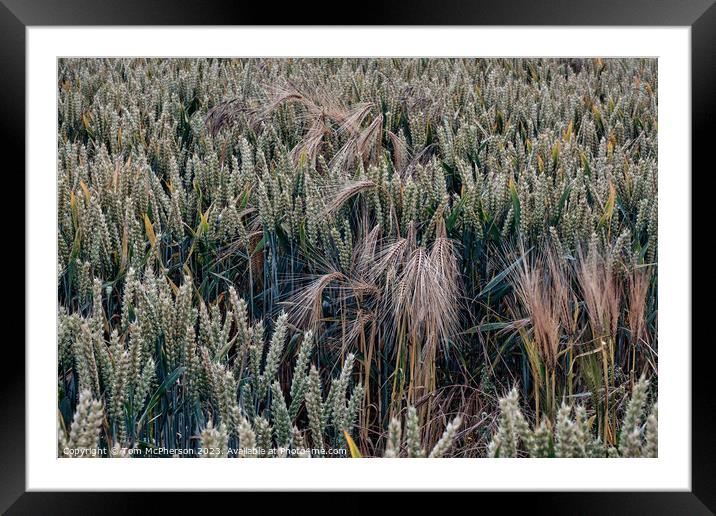 "Golden Symphony: A Vibrant Wheatfield Dance" Framed Mounted Print by Tom McPherson