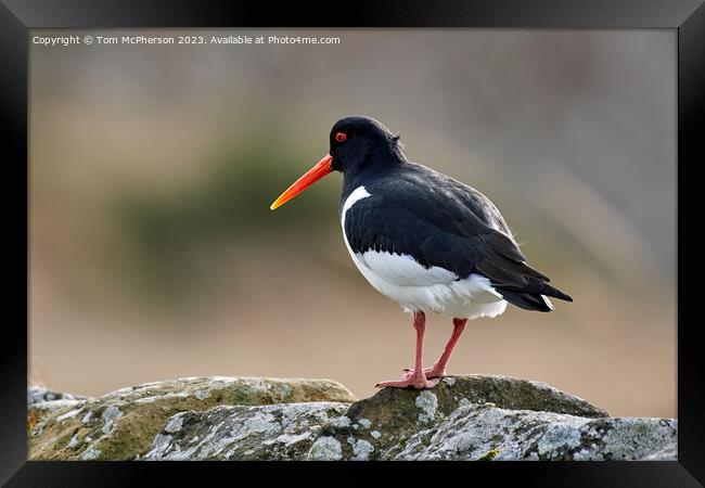 Oystercatcher Perched on a Wall Framed Print by Tom McPherson