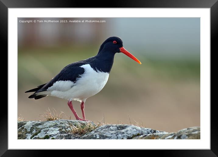  Oystercatcher  Framed Mounted Print by Tom McPherson