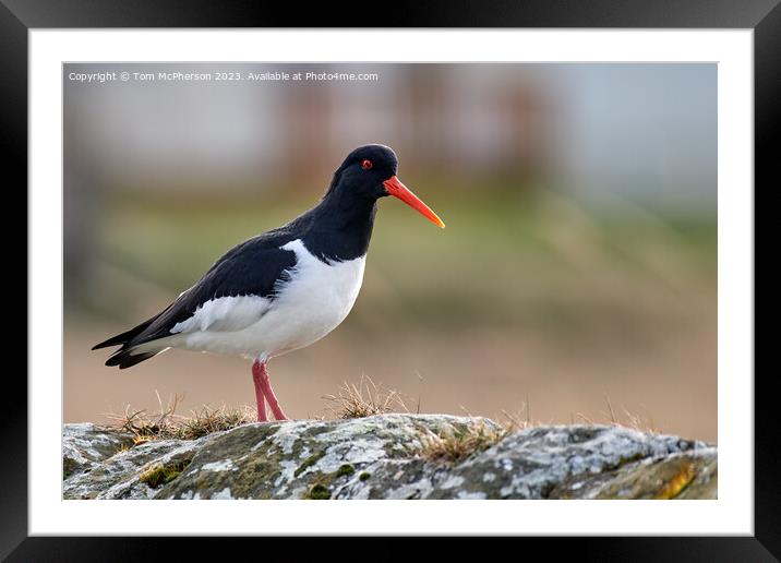 A Captivating Oystercatcher Framed Mounted Print by Tom McPherson
