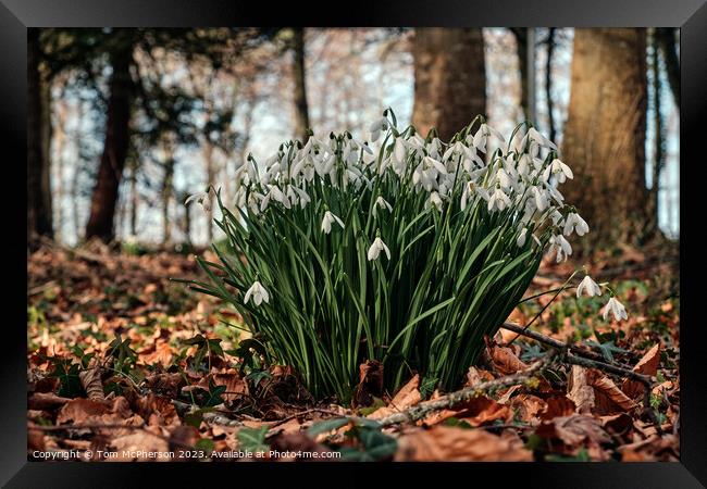 Delicate Snowdrops Adorning Forest Floor Framed Print by Tom McPherson