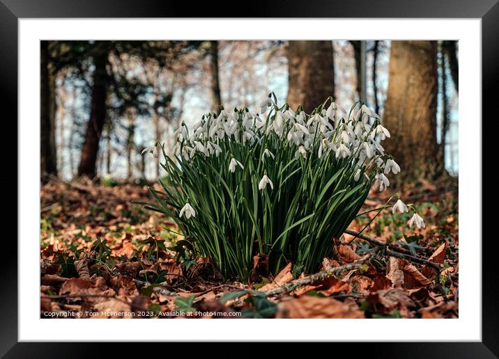 Delicate Snowdrops Adorning Forest Floor Framed Mounted Print by Tom McPherson