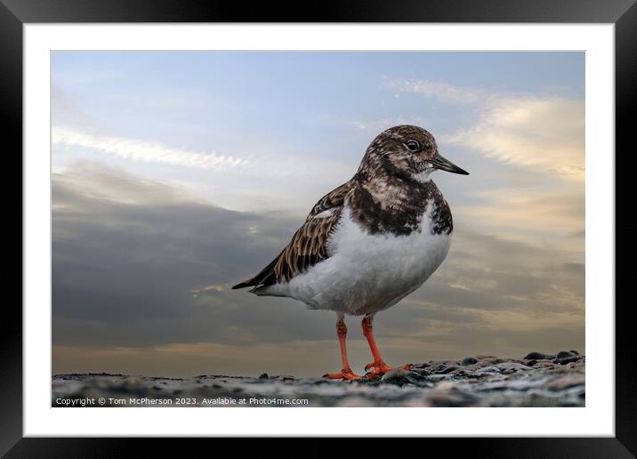 Turnstone's Dance on the Rocky Shore Framed Mounted Print by Tom McPherson