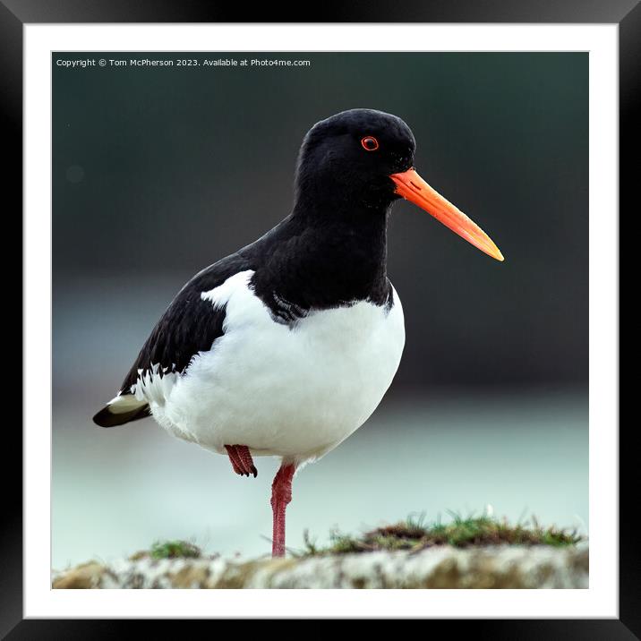 Oystercatcher at Burghead Harbour Framed Mounted Print by Tom McPherson