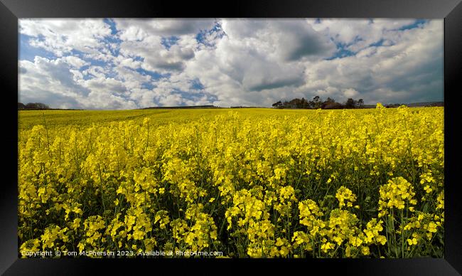 Vibrant Yellow Rapeseed Field Framed Print by Tom McPherson