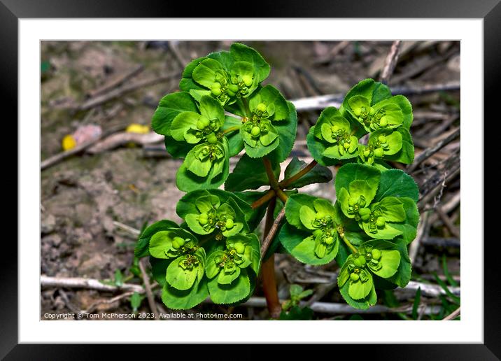 A Glimpse into Sun Spurge's World Framed Mounted Print by Tom McPherson