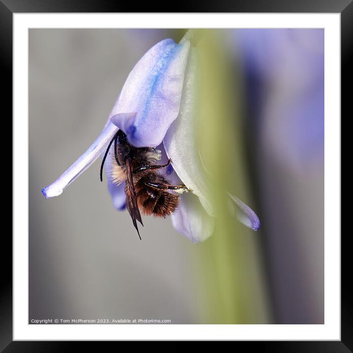 Vibrant Dance of Pollination Framed Mounted Print by Tom McPherson
