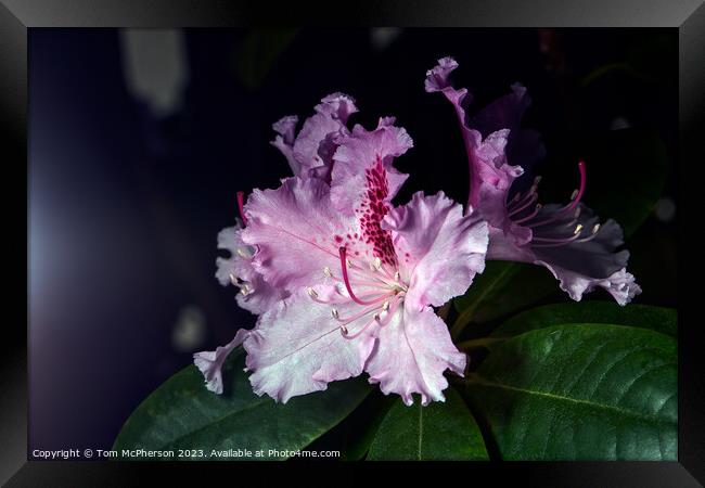 "Vibrant Rhododendron: A Floral Symphony" Framed Print by Tom McPherson