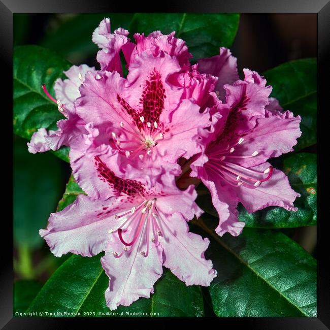 Rhododendron Brilliance: A Botanical Wonder Framed Print by Tom McPherson