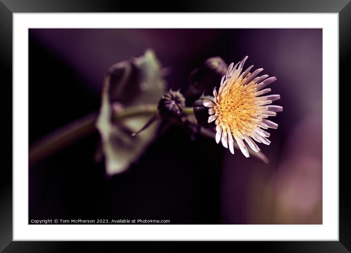 'Up Close: The Enchanting Sowthistle Flower' Framed Mounted Print by Tom McPherson