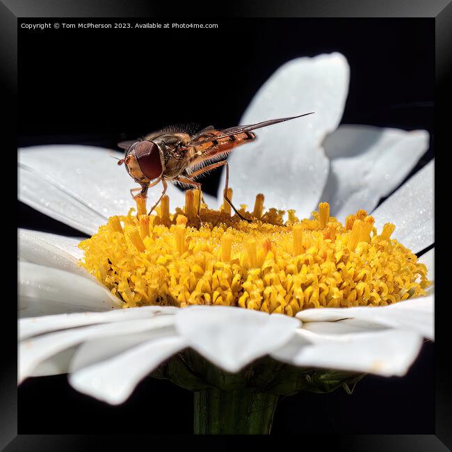 Golden Hover Fly: A Floral Encounter Framed Print by Tom McPherson