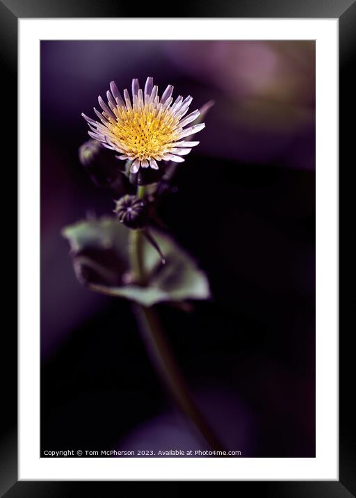 Intricate Beauty of Sowthistle  Framed Mounted Print by Tom McPherson