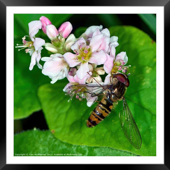 Hoverfly: Unseen Guardian of Blooms Framed Mounted Print by Tom McPherson