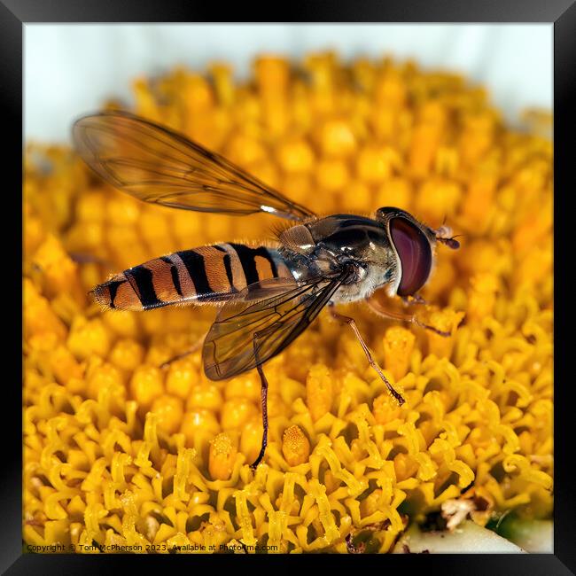 Intricate Dance: Hoverfly on Daisy Close-Up Framed Print by Tom McPherson