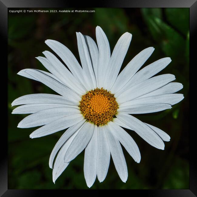 Enigmatic Oxeye Daisy's Hidden Beauty Framed Print by Tom McPherson