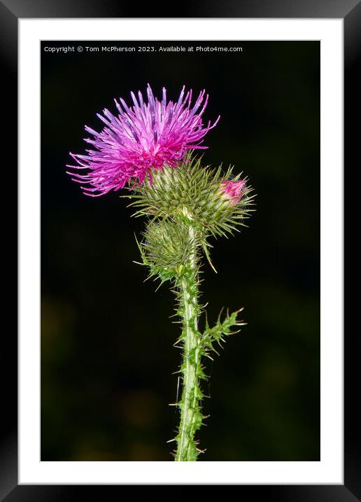 Enigmatic Origins of the Scottish Thistle Framed Mounted Print by Tom McPherson