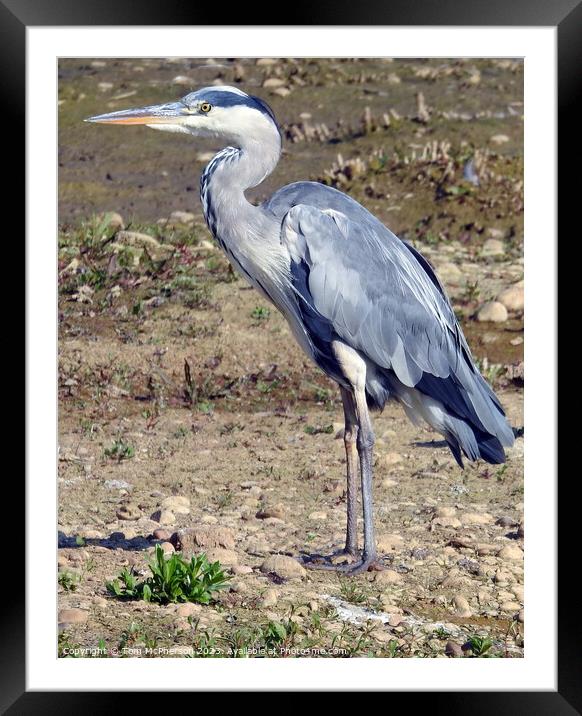 Elegant Grey Heron Captivating the Wilderness Framed Mounted Print by Tom McPherson
