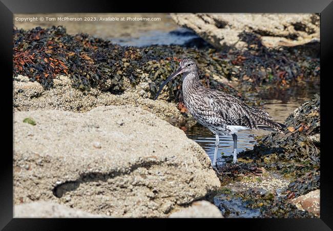 Curlew on the Rocks Framed Print by Tom McPherson