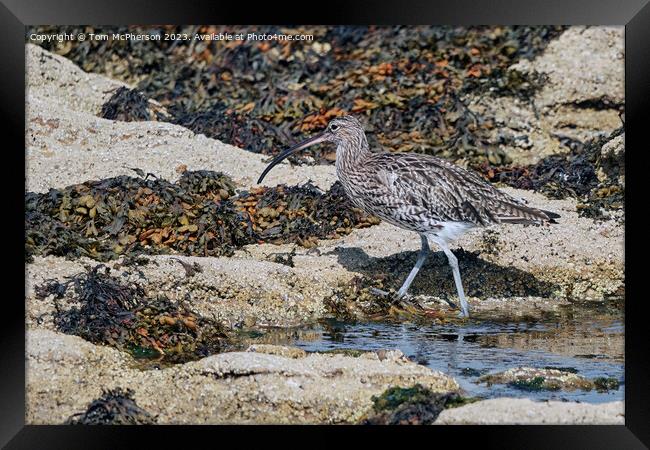 Curlew's Command on Coastal Rocks Framed Print by Tom McPherson