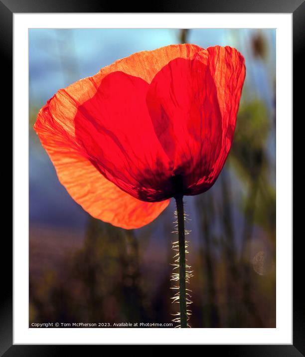 Crimson Echoes: The Sentimental Poppy Framed Mounted Print by Tom McPherson