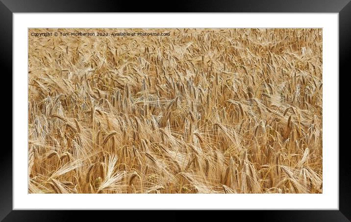 Harvest's Golden Bounty Framed Mounted Print by Tom McPherson