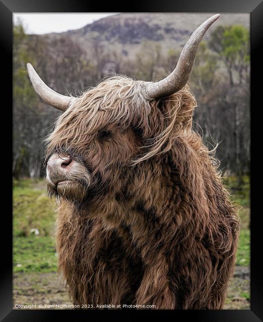 'Rustic Highland Cow: A Scottish Marvel' Framed Print by Tom McPherson