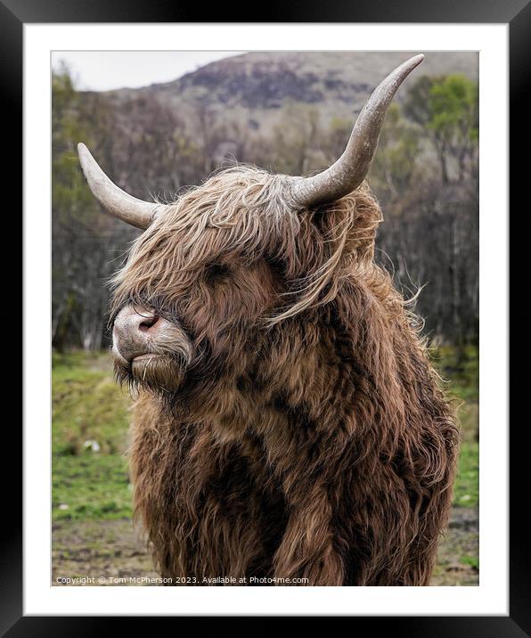 'Rustic Highland Cow: A Scottish Marvel' Framed Mounted Print by Tom McPherson