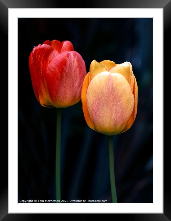 Eternal Spring's Vibrant Tulips Framed Mounted Print by Tom McPherson