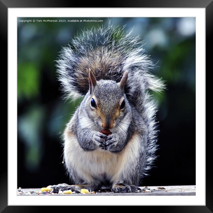 Intricate Portrait of a British Grey Squirrel Framed Mounted Print by Tom McPherson