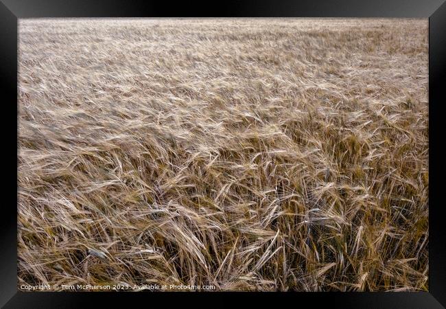Golden Harvest: Scottish Wheat Field Framed Print by Tom McPherson
