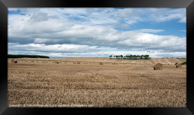 Harvest Time: A Vibrant Moray Hayfield Framed Print by Tom McPherson
