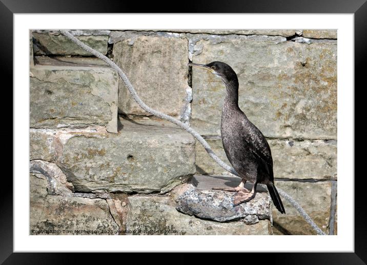Juvenile Cormorant's Tranquil Harbour Moment Framed Mounted Print by Tom McPherson