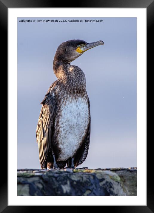 Perched Cormorant: A Primitive Silhouette Framed Mounted Print by Tom McPherson