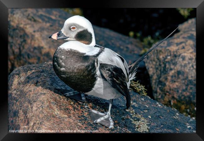 Arctic Wanderer: Long-Tailed Duck Portrait Framed Print by Tom McPherson