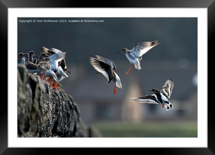 Turnstones' Graceful Descend Amidst Nature's Hues Framed Mounted Print by Tom McPherson