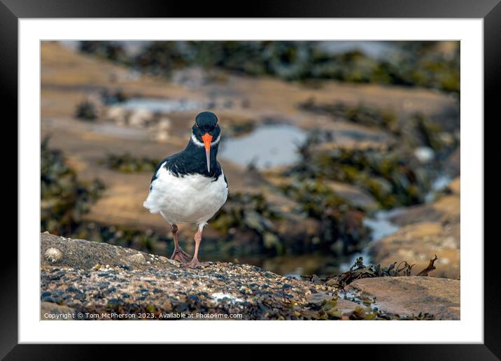 Oystercatcher's Striking Stand on Stony Coast Framed Mounted Print by Tom McPherson