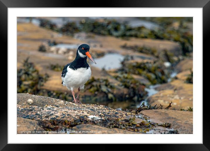 Oystercatcher in rock pools Framed Mounted Print by Tom McPherson