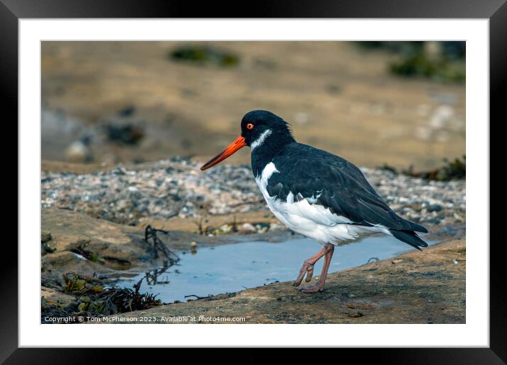 Coastal Foragers: The Oystercatchers Framed Mounted Print by Tom McPherson