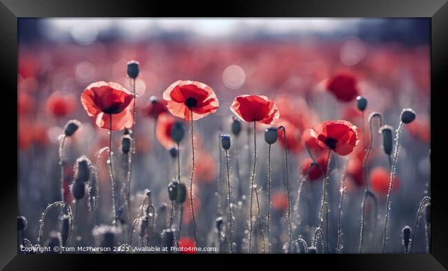 Vibrant Poppies: A Microcosm of Life Framed Print by Tom McPherson