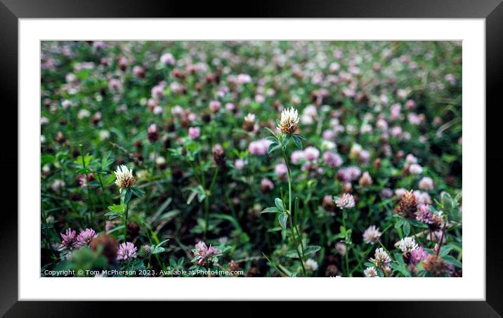 Verdant Clover Field Dreamscape Framed Mounted Print by Tom McPherson