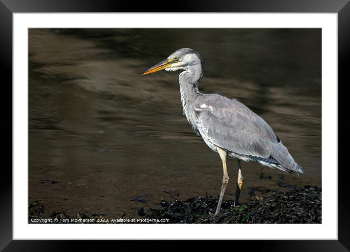 UK's Common Grey Heron Unveiled Framed Mounted Print by Tom McPherson