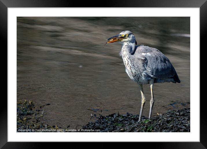 Britain's Ubiquitous Grey Heron Framed Mounted Print by Tom McPherson