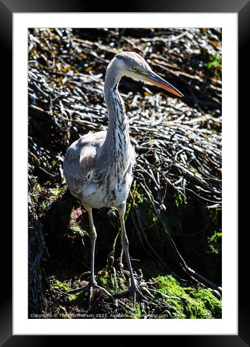 Graceful Grey Heron: A Silent Sentinel Framed Mounted Print by Tom McPherson