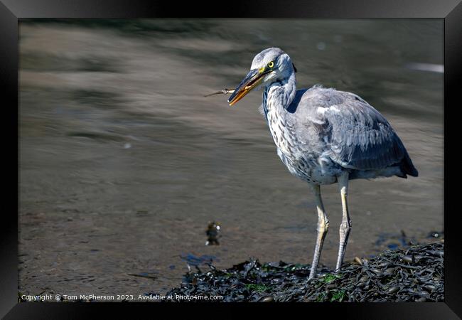The Common Grey Heron: UK's Ubiquitous Waterbird Framed Print by Tom McPherson