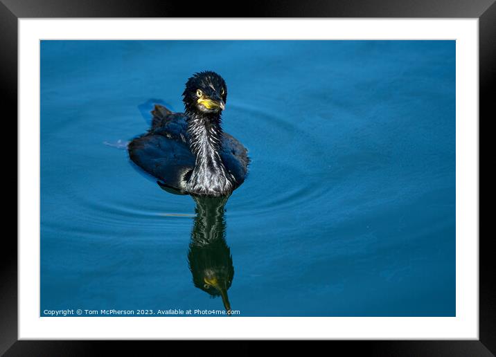 Young Cormorant's Dramatic Seaside Stance Framed Mounted Print by Tom McPherson