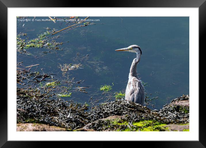 Grey Heron: Elegant Guardian of Waters Framed Mounted Print by Tom McPherson