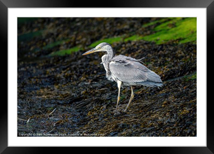 Elegance Personified: The Grey Heron Framed Mounted Print by Tom McPherson
