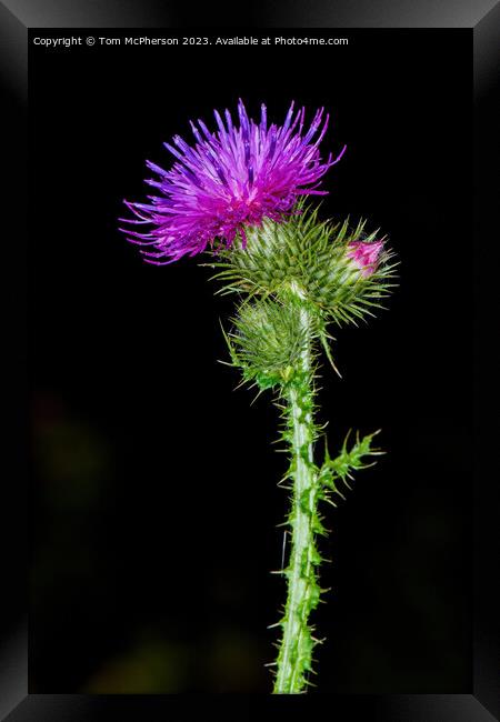 flower of Scotland Framed Print by Tom McPherson